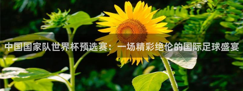 中国国家队世界杯预选赛：一场精彩绝伦的国际足球盛宴