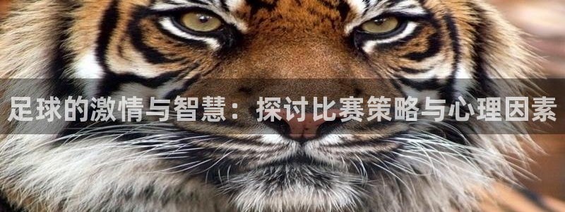 足球的激情与智慧：探讨比赛策略与心理因素