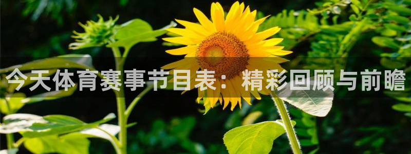 今天体育赛事节目表：精彩回顾与前瞻